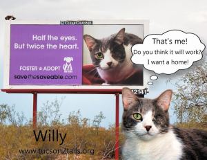 Adopt Willy - Tucson Tails 
